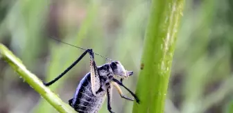 Bir kent diken üstünde! Popülasyonu artan dev çekirgeler çiftçileri tedirgin ediyor
