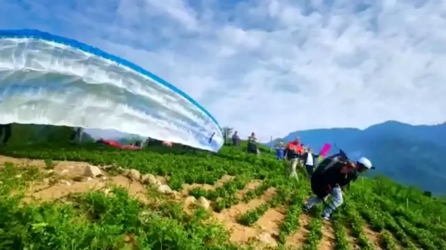 Çay tarlalarından yamaç paraşütleriyle heyecanlı atlayış Çay tarlalarından yamaç paraşütleriyle heyecanlı atlayış
