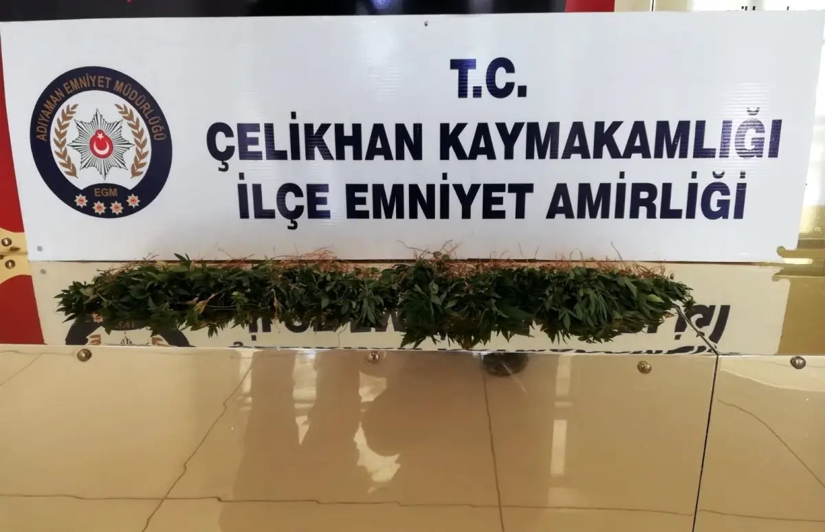 Çelikhan'da kenevir bitkisi ele geçirildi 1 celikhan da kenevir bitkisi ele gecirildi 14152839 amp