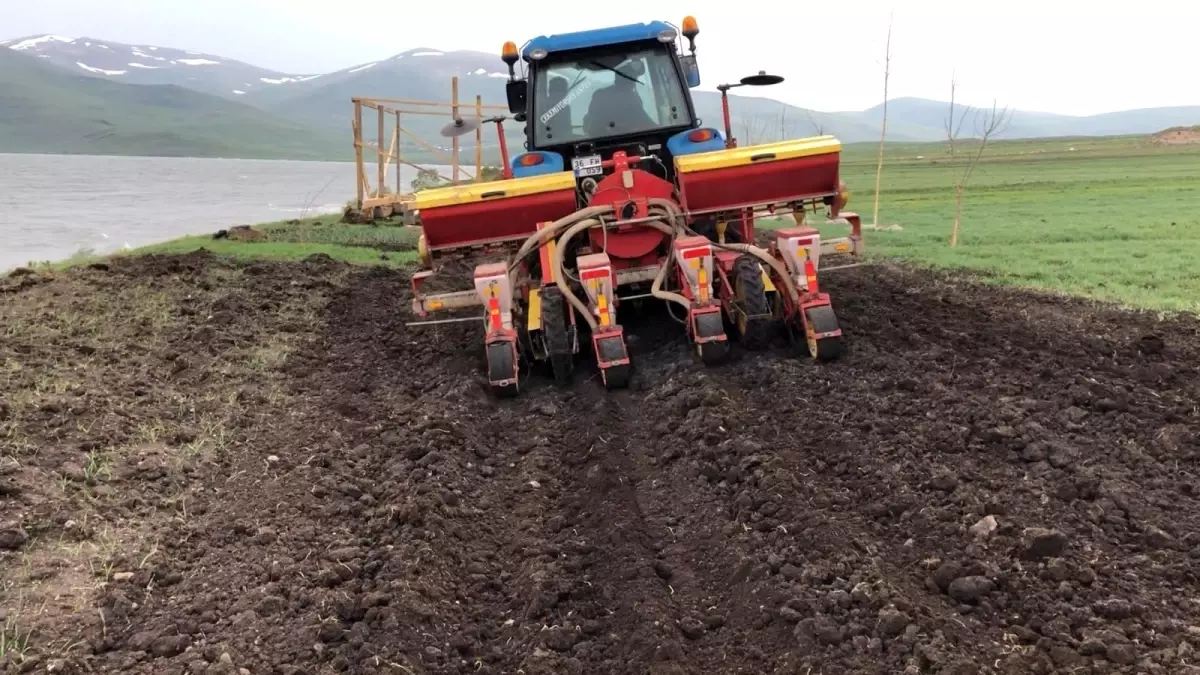 Çıldır 20 çiftçi ile 200 dönüm sılajı ekimi projesi