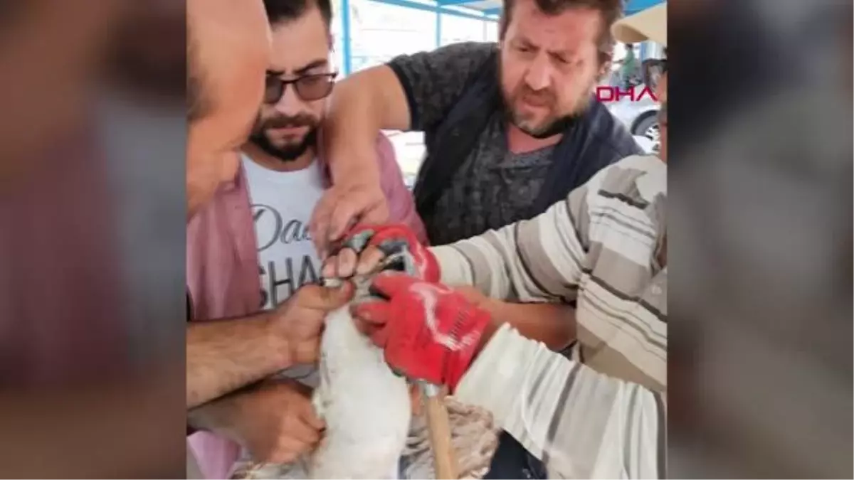 Gagasına misina dolanan martıyı balıkçılar kurtardı