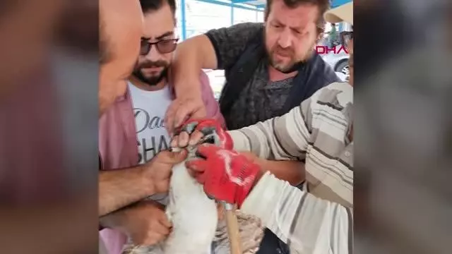 GAGASINA MİSİNA DOLANAN MARTIYI BALIKÇILAR KURTARDI GAGASINA MİSİNA DOLANAN MARTIYI BALIKÇILAR KURTARDI