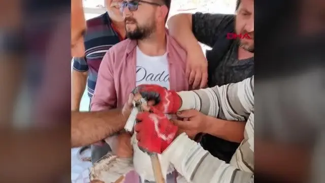GAGASINA MİSİNA DOLANAN MARTIYI BALIKÇILAR KURTARDI GAGASINA MİSİNA DOLANAN MARTIYI BALIKÇILAR KURTARDI