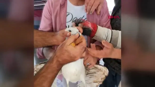 GAGASINA MİSİNA DOLANAN MARTIYI BALIKÇILAR KURTARDI GAGASINA MİSİNA DOLANAN MARTIYI BALIKÇILAR KURTARDI
