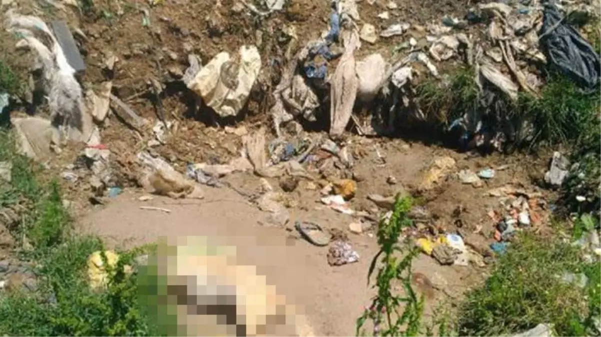 Sokak hayvanlarını beslemek için çöplüğe gidenler 17 köpek ölüsü buldu