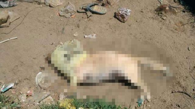 Sokak hayvanlarını beslemek için çöplüğe gidenler 17 köpek ölüsü buldu