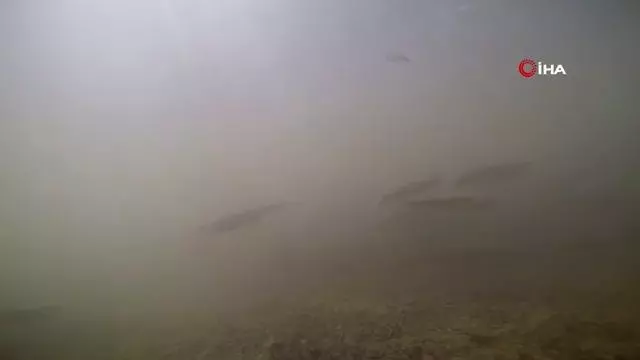 Tatlı su yataklarında yavru inci kefali şöleni