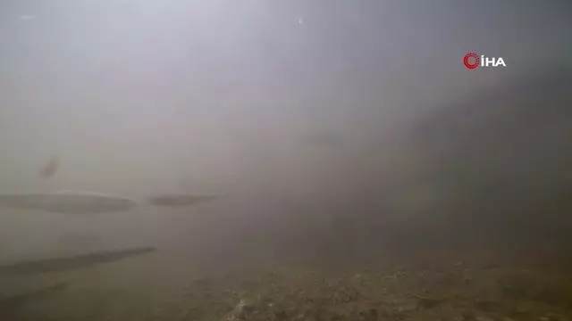 Tatlı su yataklarında yavru inci kefali şöleni
