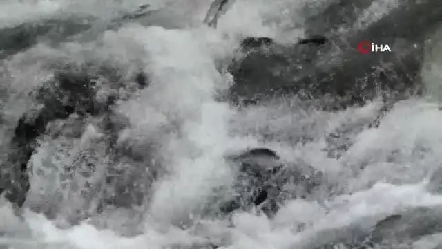 Uçan balıkların muhteşem göçü devam ediyor