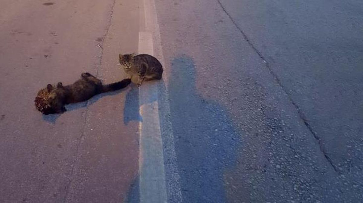 Vefalı kedi, can çekişen arkadaşının yanı başından bir an olsun ayrılmadı