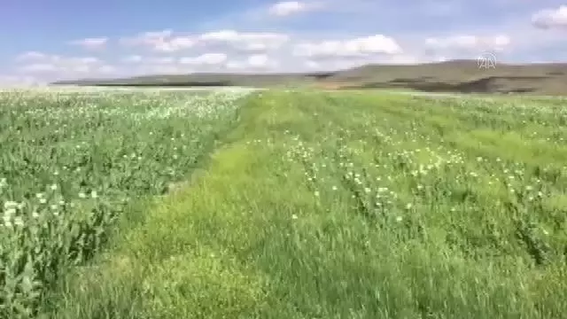 218 bin 253 kök kaçak haşhaş eken kişi yakalandı