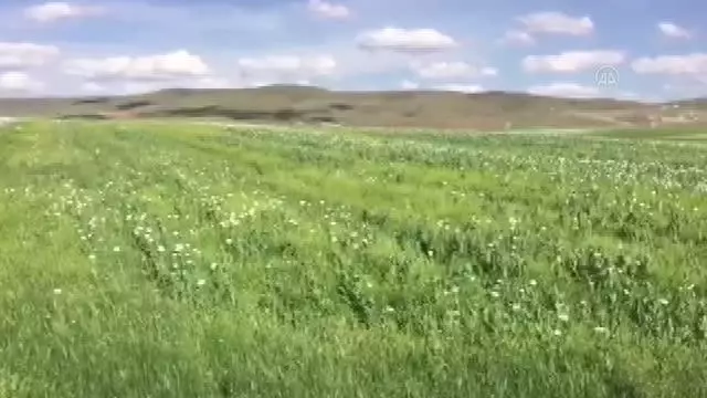 218 bin 253 kök kaçak haşhaş eken kişi yakalandı