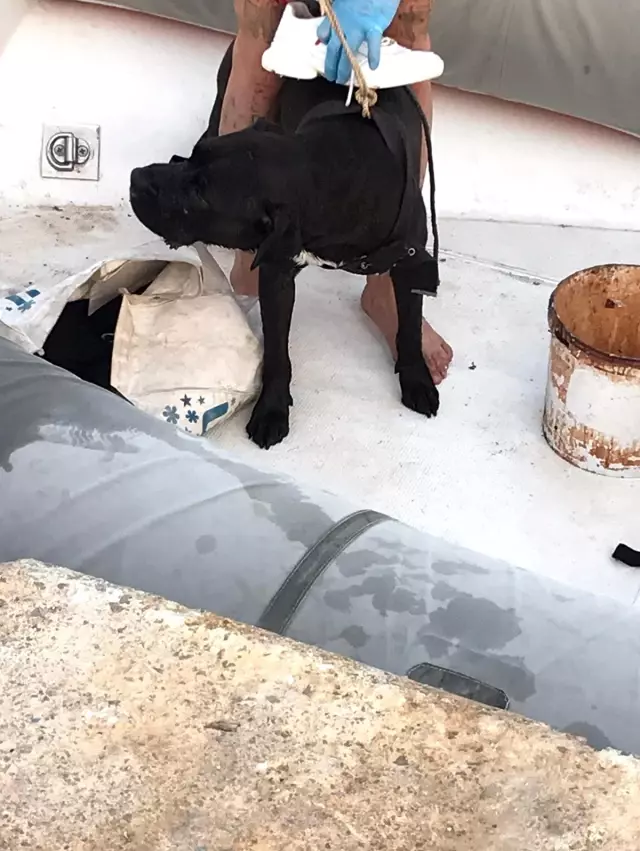 Falezlerde 'örümcek adam' alarmı Falezlerde 'örümcek adam' alarmı