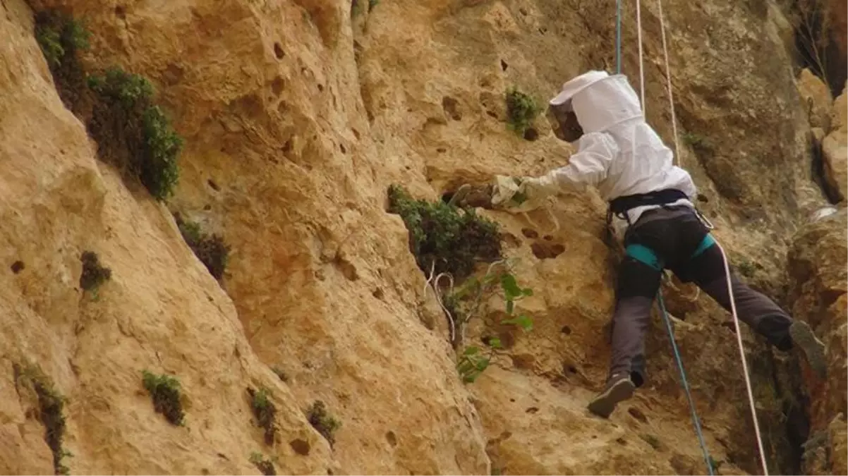 Beden öğretmeni, hobi olarak toplamaya başladığı kaya balının kilosunu 1000 liradan satıyor