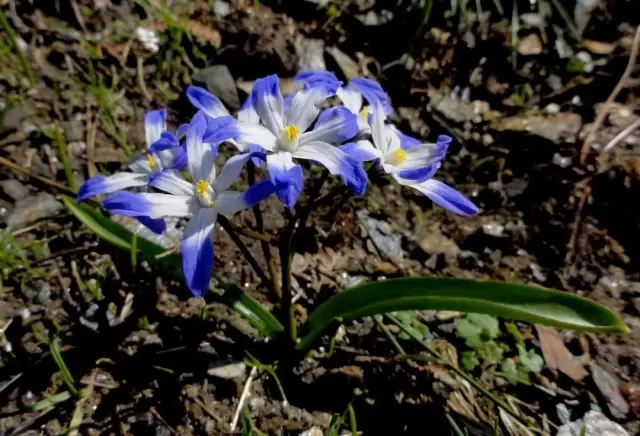 Breaking News | Denizli hyacinth, discovered by two forest engineers in Denizli, has been added to the literature. Breaking News | Denizli hyacinth, discovered by two forest engineers in Denizli, has been added to the literature.