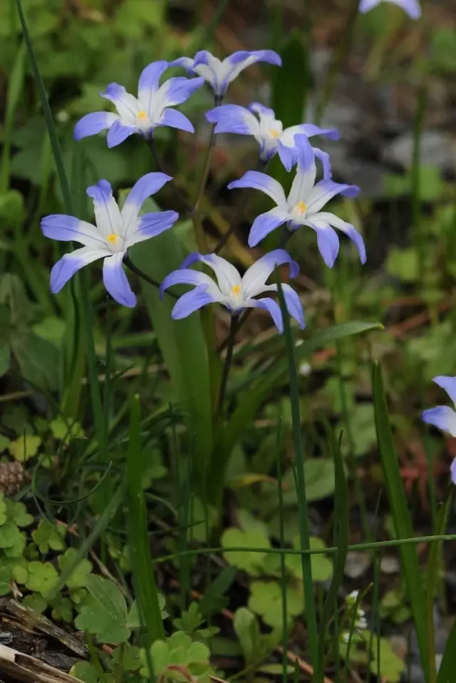 Breaking News | Denizli hyacinth, discovered by two forest engineers in Denizli, has been added to the literature. Breaking News | Denizli hyacinth, discovered by two forest engineers in Denizli, has been added to the literature.