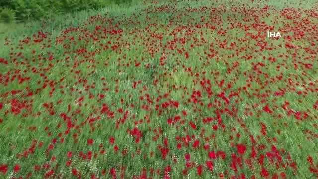 Gelincik tarlası görenleri mest etti Gelincik tarlası görenleri mest etti