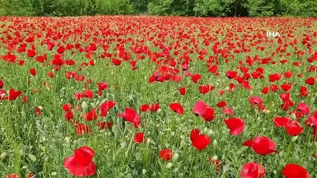 Gelincik tarlası görenleri mest etti Gelincik tarlası görenleri mest etti