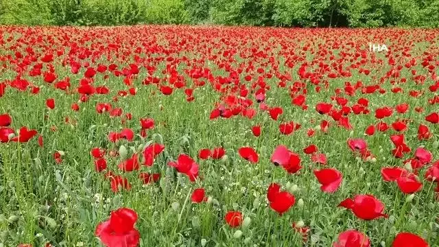 Gelincik tarlası görenleri mest etti Gelincik tarlası görenleri mest etti