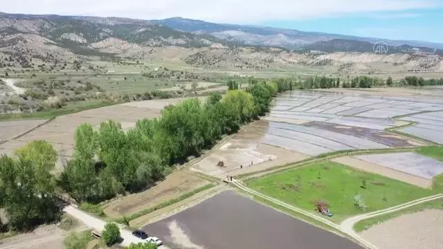 KASTAMONU - Türkiye'nin ilk çeltik fabrikasının kurulduğu Tosya'da çeltik ekimi başladı