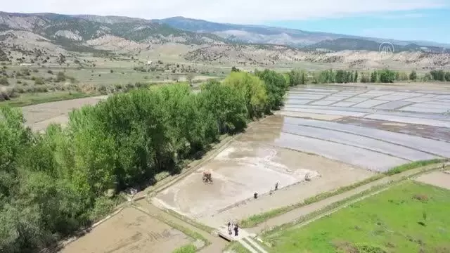 KASTAMONU - Türkiye'nin ilk çeltik fabrikasının kurulduğu Tosya'da çeltik ekimi başladı