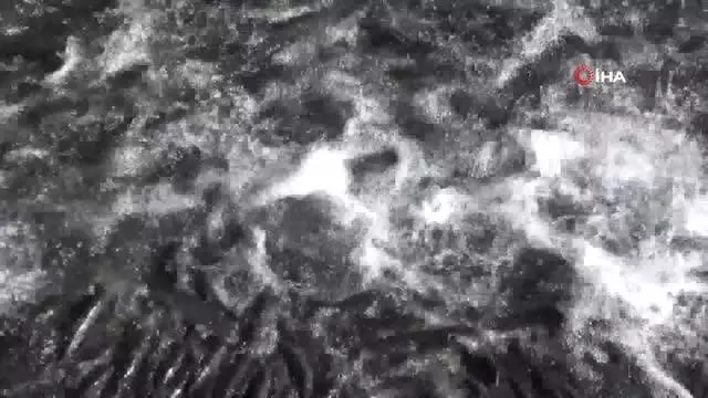 Martıların inci kefali avı