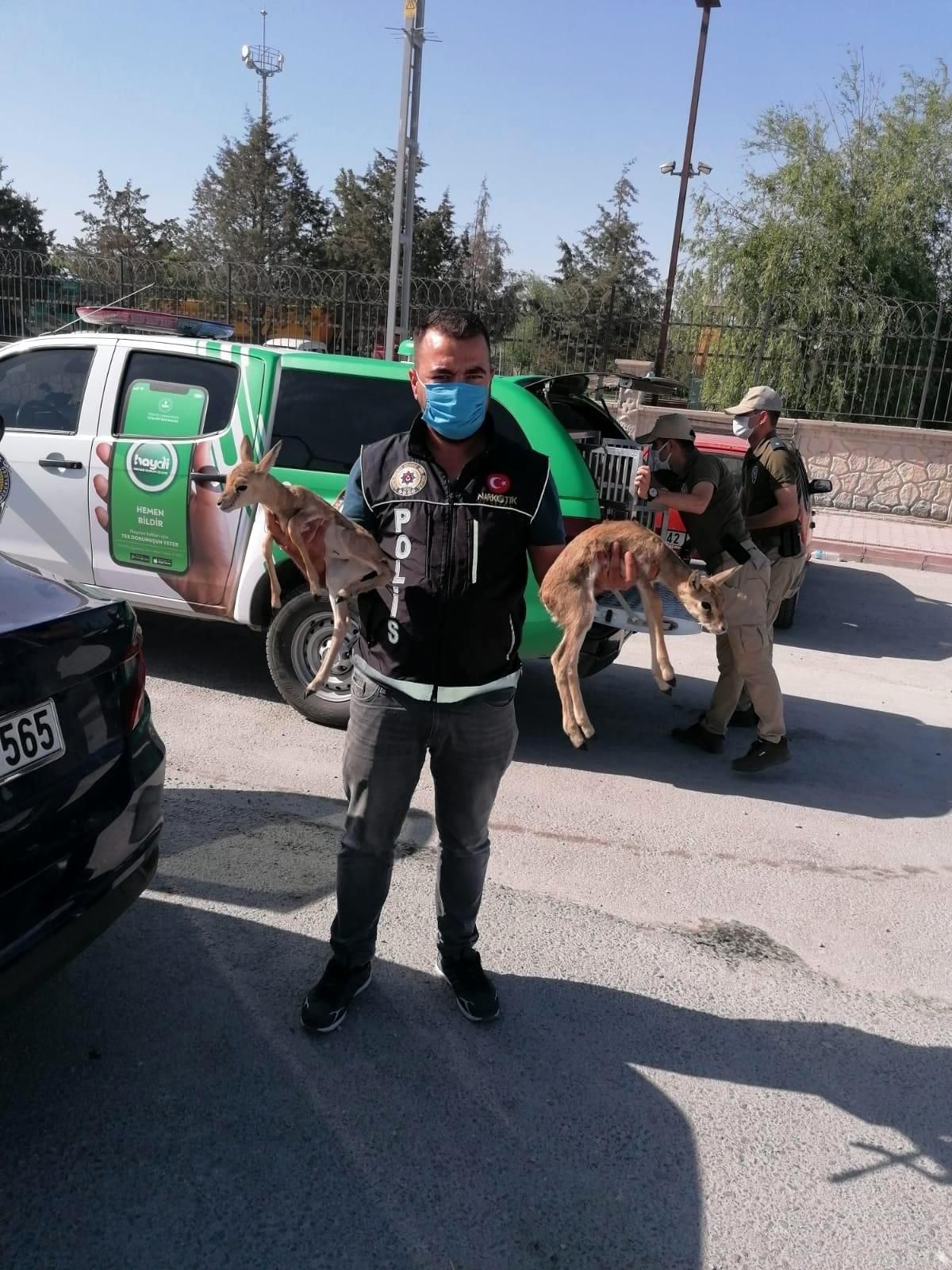 Koltukların arasından çıktılar! Uyuşturucu arayan polis 2 ceylan yavrusu buldu