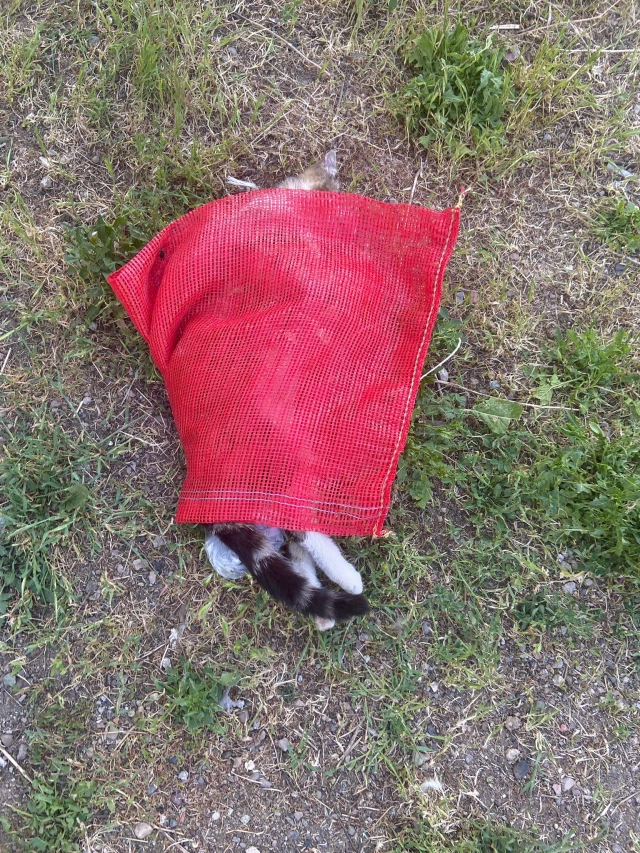 Sivas�ta bıçaklanarak öldürülmüş bir kedi yavrusu bulundu Haberler