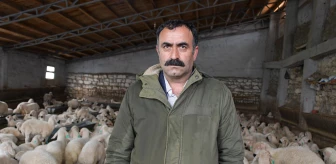 Sivas'ta bir besici devlet desteğiyle sürüsünü 8 kat büyüttü