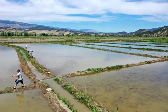 KASTAMONU - Türkiye'nin ilk çeltik fabrikasının kurulduğu Tosya'da çeltik ekimi başladı