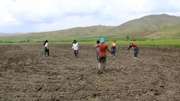 YÜKSEKOVA'DA KADIN ELİYLE EKİM SEFERBERLİĞİ