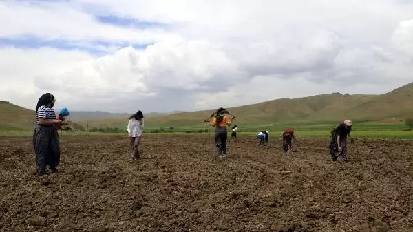 YÜKSEKOVA'DA KADIN ELİYLE EKİM SEFERBERLİĞİ