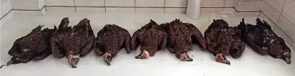 7 kara akbabanın ölüm nedeni araştırılıyor 7 kara akbabanın ölüm nedeni araştırılıyor