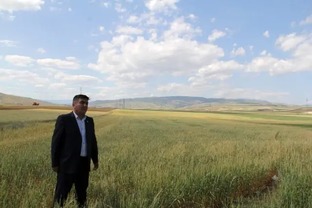 Bayat Ovası'nda 250 bin dönüm tarım arazisini kuraklık vurdu