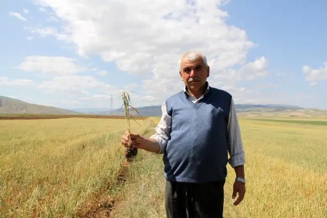 Bayat Ovası'nda 250 bin dönüm tarım arazisini kuraklık vurdu
