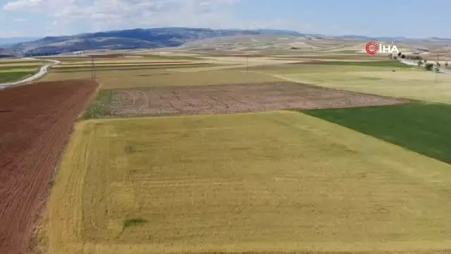 Bayat ovasında 250 bin dönüm tarım arazisini kuraklık vurdu