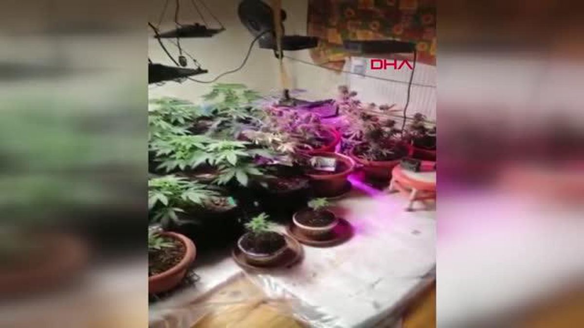 Evini uyuşturucu serasına çeviren şüpheli gözaltına alındı