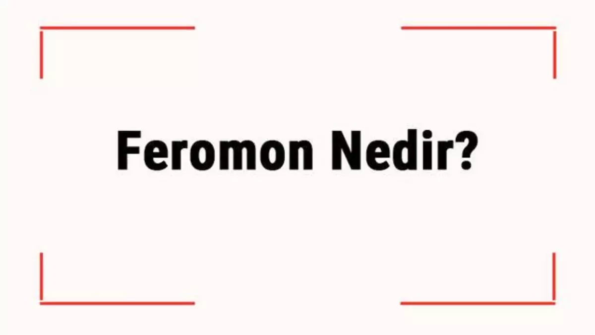 Feromon Nedir? Feromon Hormonu Etkisi Nedir?