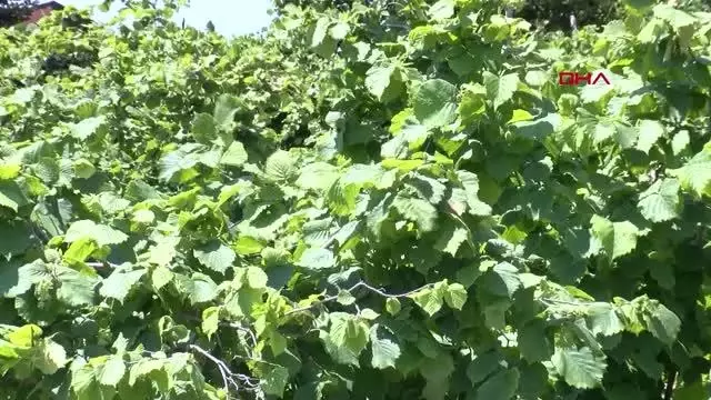 Fındık üreticisine 854 milyon TL alan bazlı destek