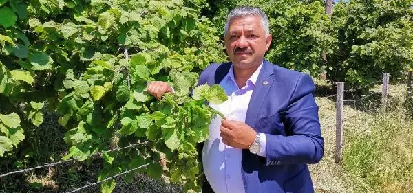 Fındık üreticisine 854 milyon TL alan bazlı destek