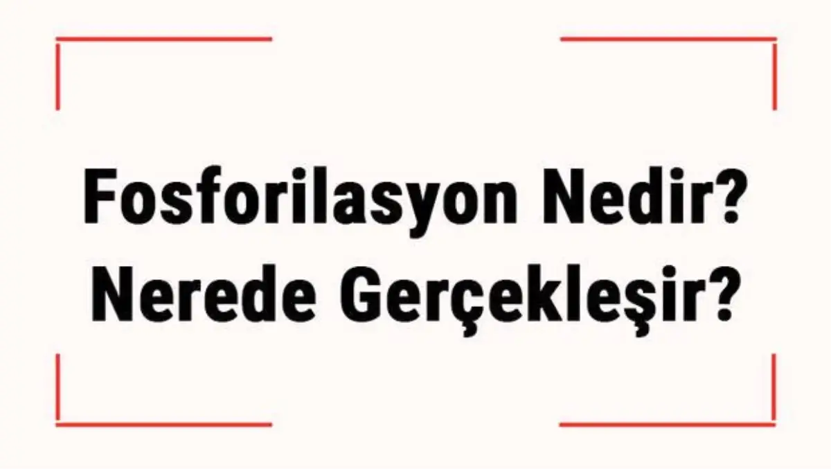 Fosforilasyon Nedir? Nerede Gerçekleşir? Fosforilasyon Tepkimesi Tüm Canlılarda Ortak Mıdır?