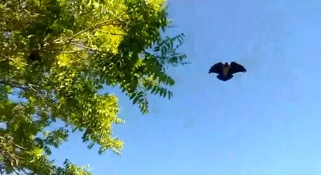 Karga saldırısına uğrayan güvenlik görevlisi konuştu