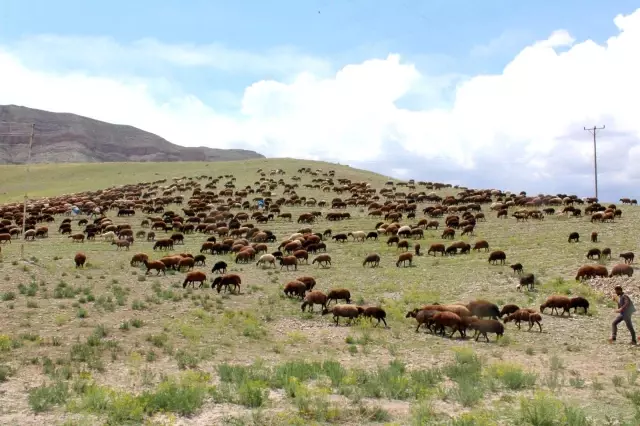 Iğdırlı besicilerin günler süren zorlu yayla yolculuğu başladı Iğdırlı besicilerin günler süren zorlu yayla yolculuğu başladı