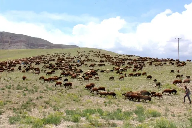 Iğdırlı besicilerin günler süren zorlu yayla yolculuğu başladı Iğdırlı besicilerin günler süren zorlu yayla yolculuğu başladı