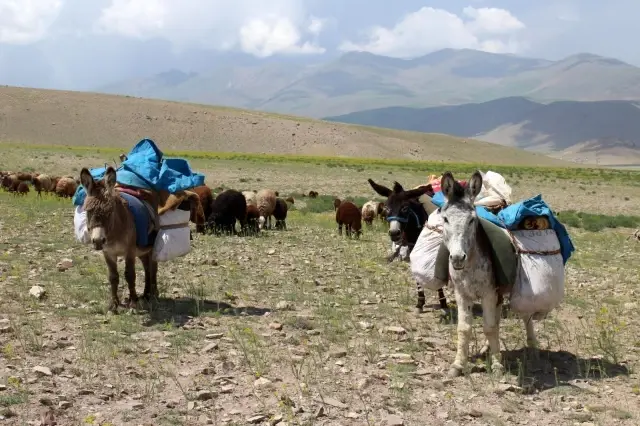Iğdırlı besicilerin günler süren zorlu yayla yolculuğu başladı Iğdırlı besicilerin günler süren zorlu yayla yolculuğu başladı