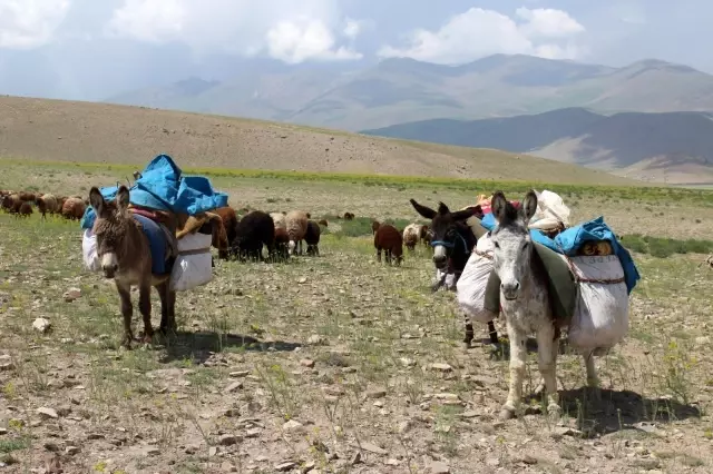 Iğdırlı besicilerin günler süren zorlu yayla yolculuğu başladı Iğdırlı besicilerin günler süren zorlu yayla yolculuğu başladı
