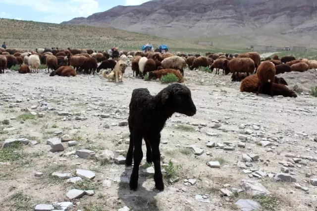 Iğdırlı besicilerin günler süren zorlu yayla yolculuğu başladı Iğdırlı besicilerin günler süren zorlu yayla yolculuğu başladı