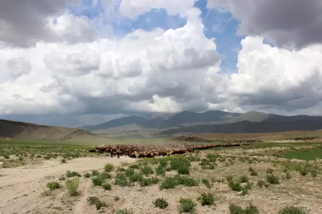 Iğdırlı besicilerin günler süren zorlu yayla yolculuğu başladı Iğdırlı besicilerin günler süren zorlu yayla yolculuğu başladı