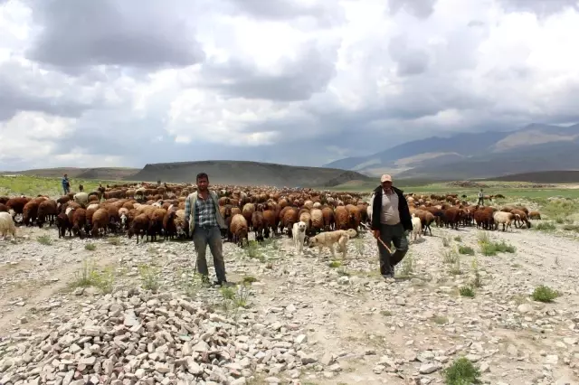 Iğdırlı besicilerin günler süren zorlu yayla yolculuğu başladı Iğdırlı besicilerin günler süren zorlu yayla yolculuğu başladı