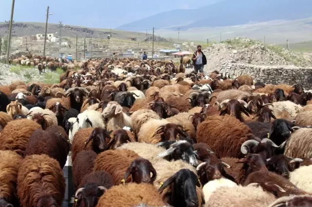 Iğdırlı besicilerin günler süren zorlu yayla yolculuğu başladı Iğdırlı besicilerin günler süren zorlu yayla yolculuğu başladı
